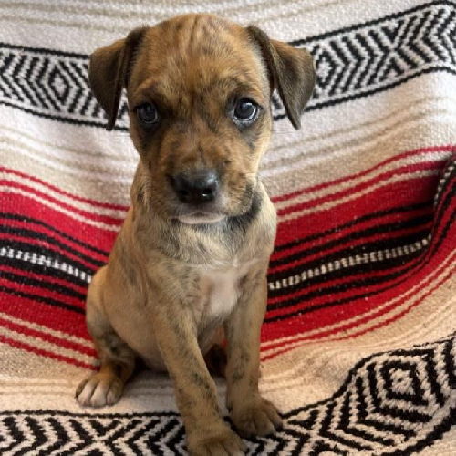 Kata Pup - Olga