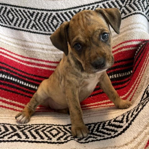 Kata Pup - Olga