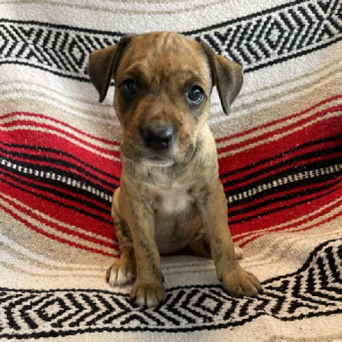 Kata Pup - Olga
