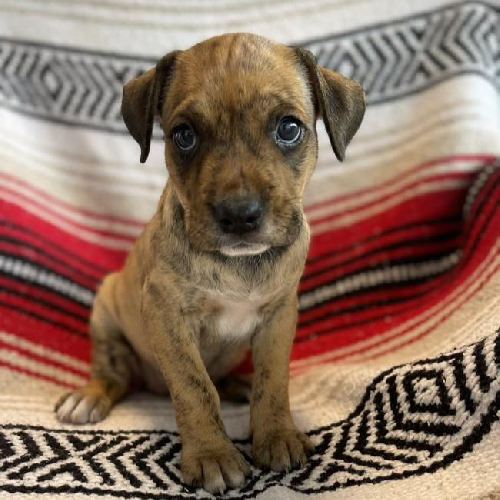 Kata Pup - Olga