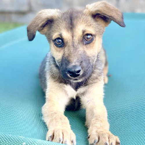 Lorelei Pup - Rory - Adopted!