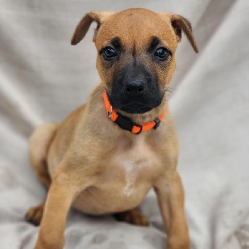 Bakery Pup - Babka - Adopted!