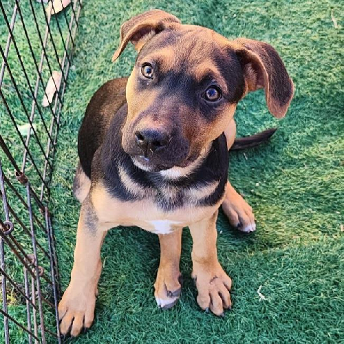 Bakery Pup - Croissant - Adopted!
