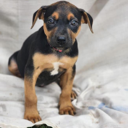 Bakery Pup - Croissant - Adopted!