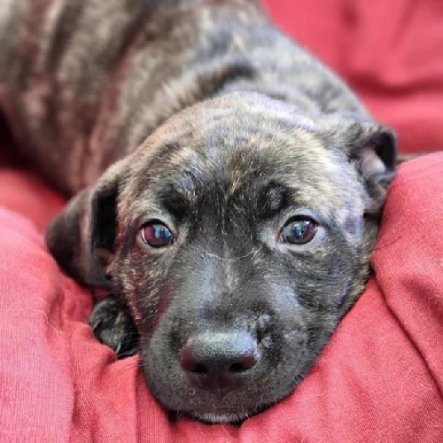 Coronado Pup - Cays - Adopted!