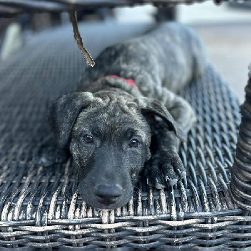 Coronado Pup - Cays - Adopted!