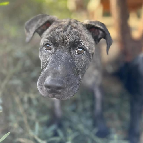 Coronado Pup - Cays - Adopted!