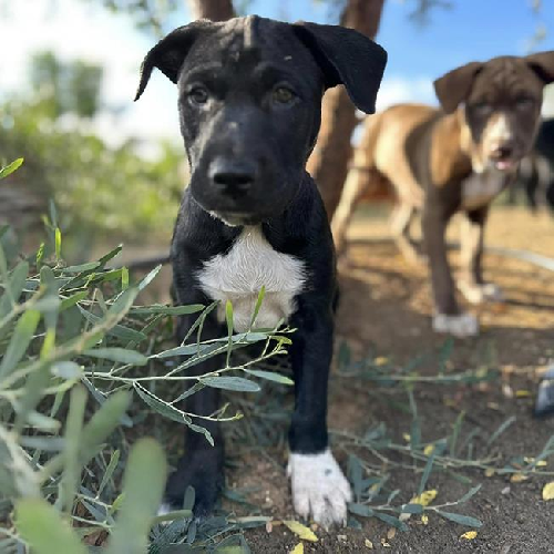 Coronado Pup - Peohes