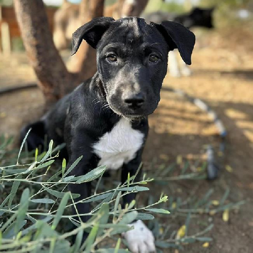 Coronado Pup - Peohes