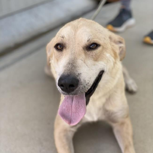 Shay - Adopted!