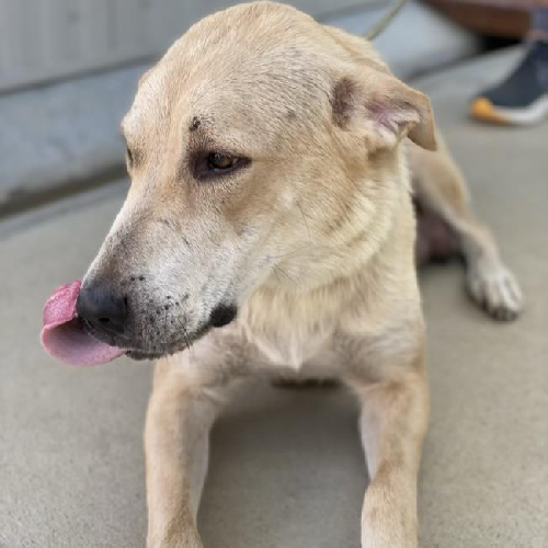 Shay - Adopted!