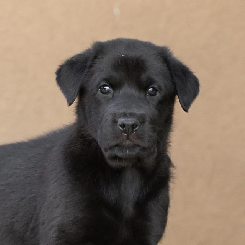 Pageant Pup - Scepter