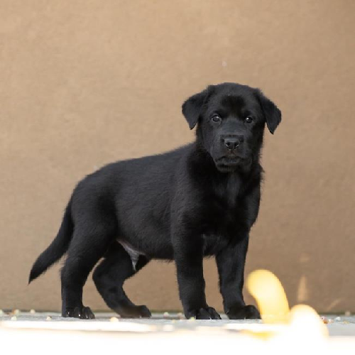 Pageant Pup - Scepter