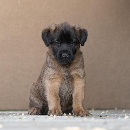 Pageant Pup - Coronation - Adopted!