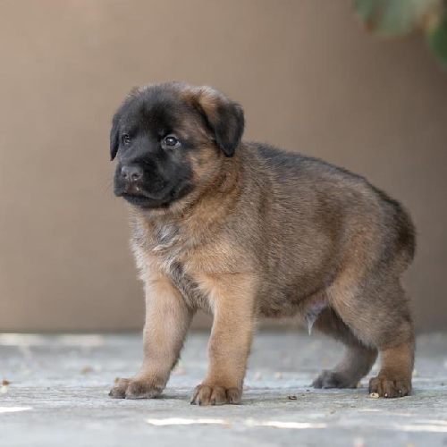 Pageant Pup - Coronation - Adopted!