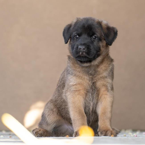 Pageant Pup - Coronation - Adopted!