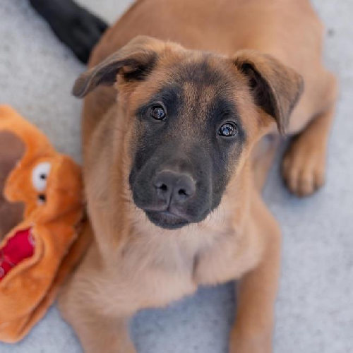 Pageant Pup - Coronation - Adopted!