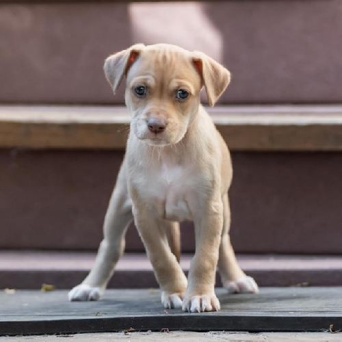 Malta Pup - Bigilla