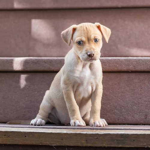 Malta Pup - Bigilla