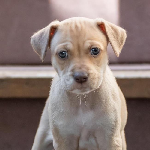 Malta Pup - Bigilla