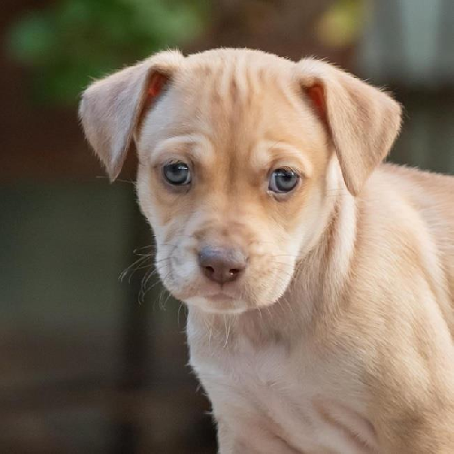 Malta Pup - Bigilla