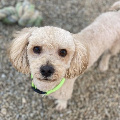 Bon Jon - Adopted!