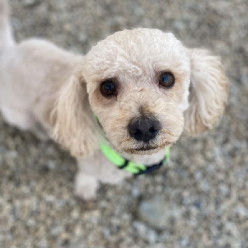 Bon Jon - Adopted!