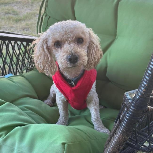 Bon Jon - Adopted!