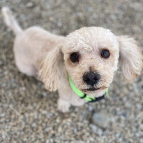 Bon Jon - Adopted!