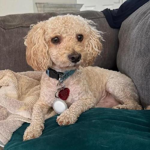 Bon Jon - Adopted!