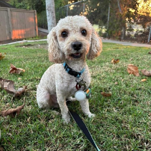 Bon Jon - Adopted!