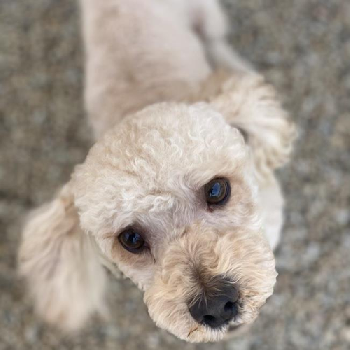 Bon Jon - Adopted!