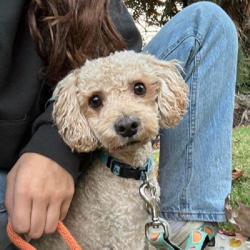 Bon Jon - Adopted!