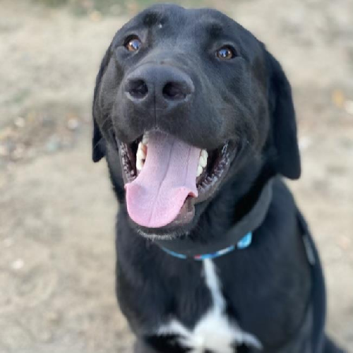 Morris - Adopted!