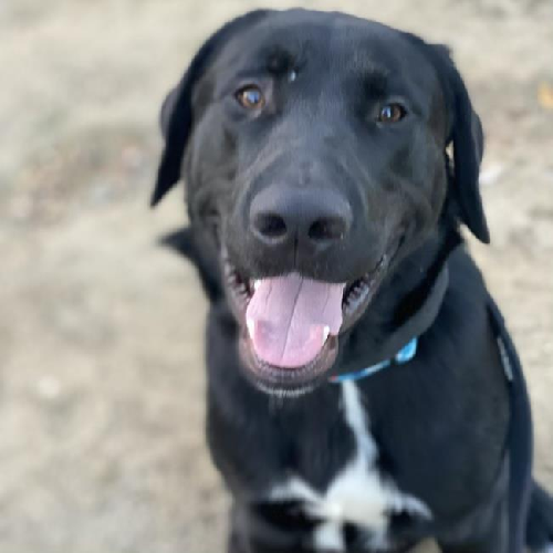 Morris - Adopted!