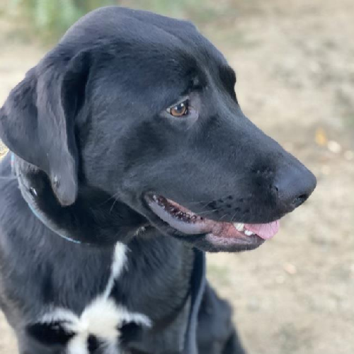 Morris - Adopted!