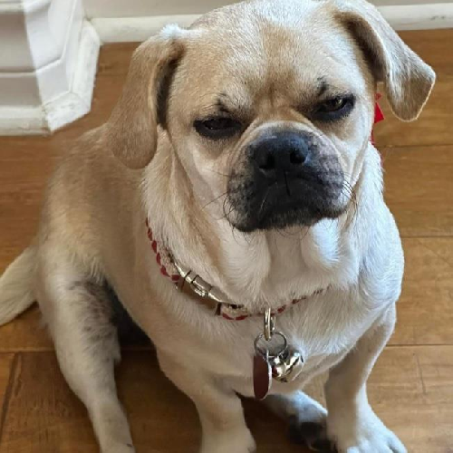 Rhonda - Adopted!