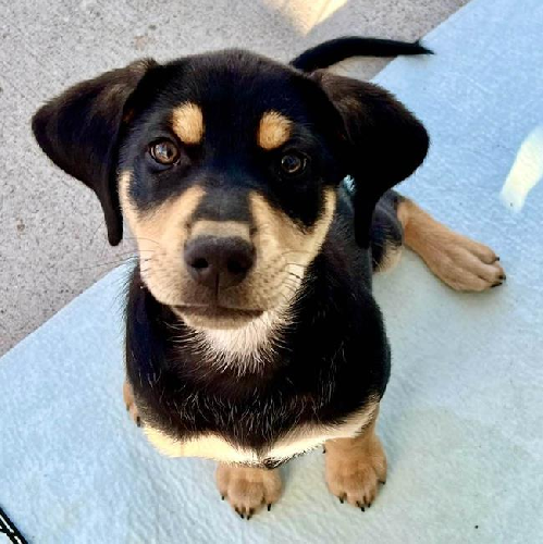 Nami Pup - Nojiko 