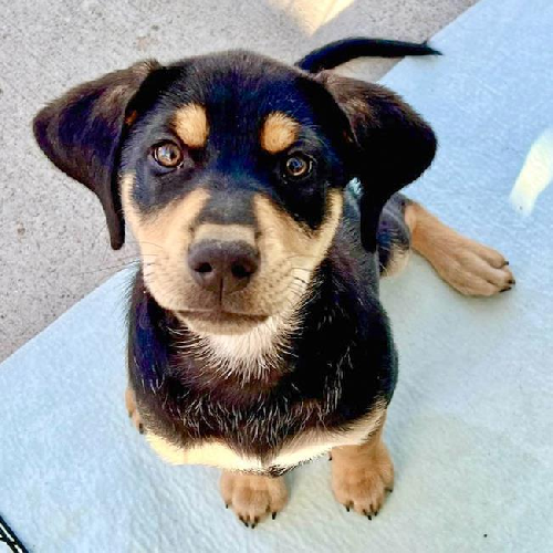 Nami Pup - Nojiko 
