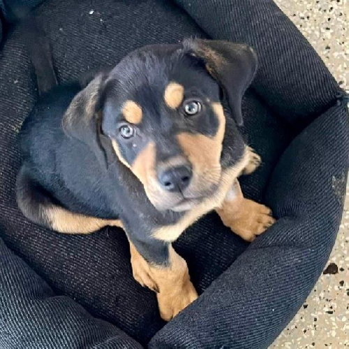 Nami Pup - Shaka - Adopted!