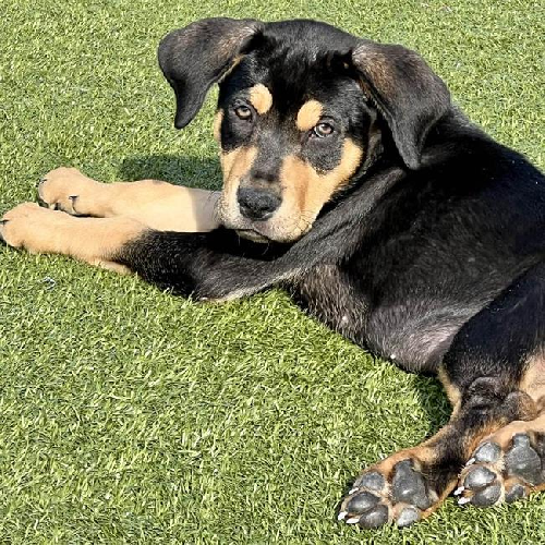 Nami Pup - Shaka - Adopted!