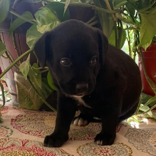 Daley Pup - Cabrio - Adopted!