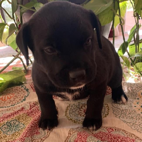 Daley Pup - Cabrio - Adopted!
