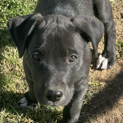 Brady Pup - Mike 