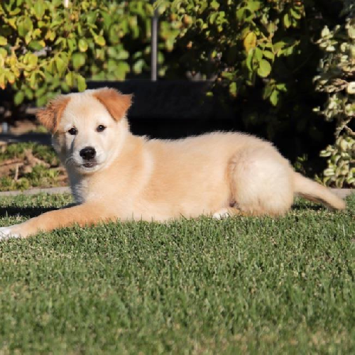 Coin Pup - Penny 