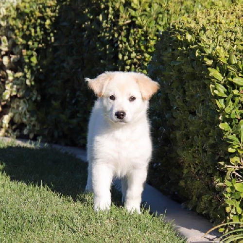 Coin Pup - Dime