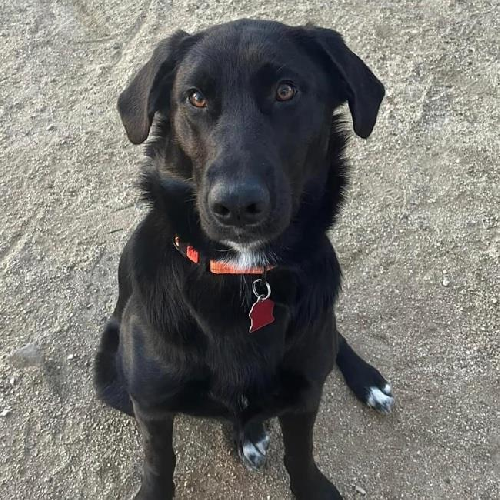 Alley - Adopted!