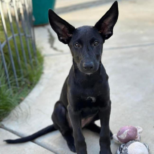 Lady Gaga Pup - Stefani
