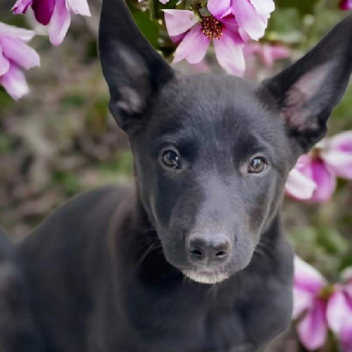 Lady Gaga Pup - Stefani