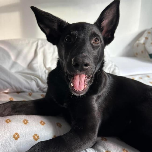 Lady Gaga Pup - Joanne